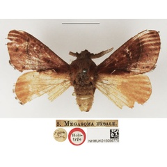 /filer/webapps/moths/media/images/B/basale_Megasoma_HT_NHMUK.jpg
