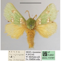 /filer/webapps/moths/media/images/P/prasina_Taeda_A_MGCLa_01.JPG