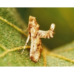 /filer/webapps/moths/media/images/A/achromalis_Stemmatophora_A_Roland.jpg
