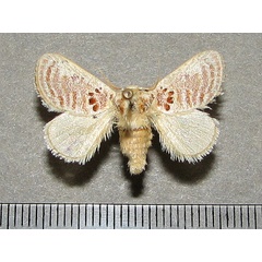 /filer/webapps/moths/media/images/A/amatus_Lepidorytis_A_Goff_01.jpg