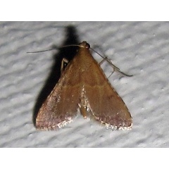 /filer/webapps/moths/media/images/M/mesenterialis_Endotricha_AF_Bippus.jpg