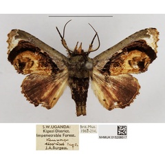 /filer/webapps/moths/media/images/M/malanga_Eutelia_AM_NHMUK.jpg