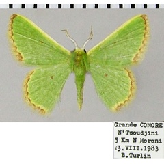 /filer/webapps/moths/media/images/D/disparata_Eucrostes_AM_ZSMa.jpg