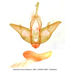 /filer/webapps/moths/media/images/V/vinosa_Chariclea_GMHT_NHMUK_2400.jpg