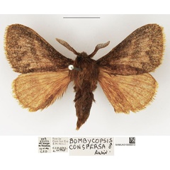 /filer/webapps/moths/media/images/C/conspersa_Bombycopsis_AM_NHMUK.jpg