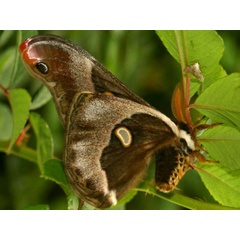 /filer/webapps/moths/media/images/O/oberprieleri_Epiphora_A_Wursten_02.jpg