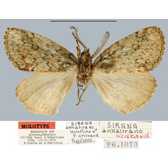 /filer/webapps/moths/media/images/A/ankalirano_Sirana_HT_MNHN.jpg