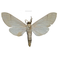 /filer/webapps/moths/media/images/P/pseudopolitzari_Neoclanis_HT_ZSMb.jpg