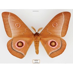 /filer/webapps/moths/media/images/L/licharbas_Bunaeopsis_AM_Legrain.jpg
