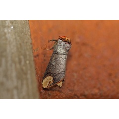 /filer/webapps/moths/media/images/I/imitata_Phalera_A_Voaden.jpg