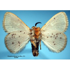 /filer/webapps/moths/media/images/F/flaviceps_Chrysopoloma_HT_SNHMb.jpg