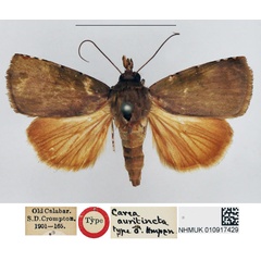 /filer/webapps/moths/media/images/A/auritincta_Carea_HT_NHMUK.jpg