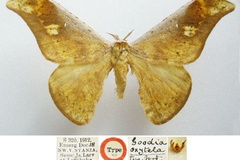 Goodia oxytela