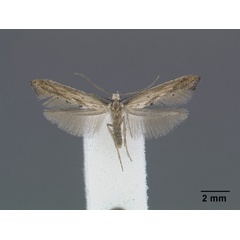 /filer/webapps/moths/media/images/K/kenyacola_Epermenia_PT_Gaedike_01.jpg