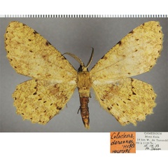 /filer/webapps/moths/media/images/D/derennei_Colocleora_HT_ZSMa.jpg