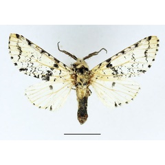 /filer/webapps/moths/media/images/I/inexpectata_Afrocerura_AM_Basquin_02.jpg