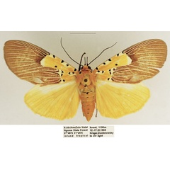 /filer/webapps/moths/media/images/S/speciosa_Asota_AF_TMSA_04.jpg