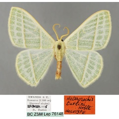 /filer/webapps/moths/media/images/T/turlini_Heterorachis_HT_ZSM_01.jpg