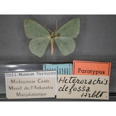 /filer/webapps/moths/media/images/D/defossa_Heterorachis_PT_RMCA_01.jpg