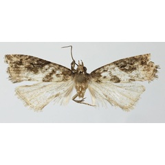 /filer/webapps/moths/media/images/B/baleensis_Megaherpystis_HT_NHMO.jpg