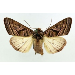 /filer/webapps/moths/media/images/M/minor_Conservula_AM_ISEA.jpg