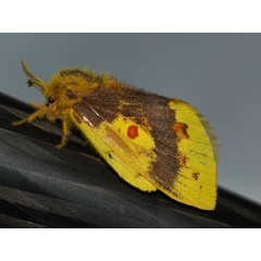 /filer/webapps/moths/media/images/L/lutulenta_Chrysopsyche_A_Wursten_02.jpg