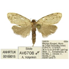 /filer/webapps/moths/media/images/E/exilisioides_Siccia_HT_ANHRT.jpg