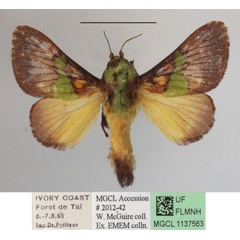 /filer/webapps/moths/media/images/D/divisa_Parasa_A_MGCLa_01.JPG