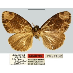 /filer/webapps/moths/media/images/V/violacea_Gallienica_AT_MNHN.jpg