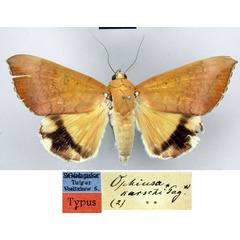 /filer/webapps/moths/media/images/K/karschi_Ophiusa_LT_ZMHB.jpg