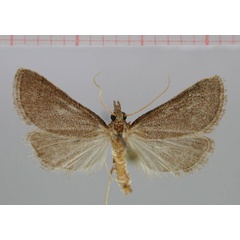 /filer/webapps/moths/media/images/G/grootbergensis_Metasia_PT_ZMHB.jpg