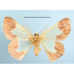 /filer/webapps/moths/media/images/P/purimargo_Zamarada_A_MGCLb_01.jpg