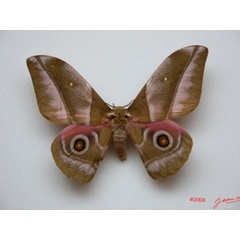 /filer/webapps/moths/media/images/A/alopia_Gonimbrasia_A_Alberta_01.jpg