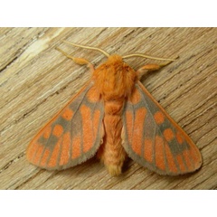 /filer/webapps/moths/media/images/C/crameri_Rhipidarctia_A_Goff_02.jpg