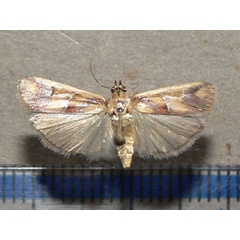 /filer/webapps/moths/media/images/O/oegnusalis_Epicrocis_A_Goffa_03.jpg
