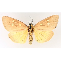 /filer/webapps/moths/media/images/A/agrippa_Rhanidophora_AF_TMSA_02.jpg