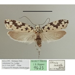 /filer/webapps/moths/media/images/S/sabiella_Ethmia_A_MGCLa_01.jpg