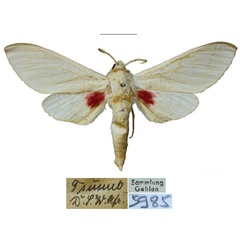 /filer/webapps/moths/media/images/T/tsumeb_Neoclanis_HT_ZSMa.jpg