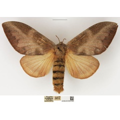 /filer/webapps/moths/media/images/S/sericeofasciata_Pallastica_AF_NHMUK_02.jpg