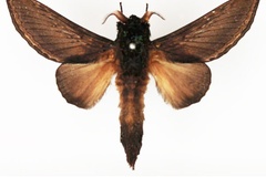 Grellada marshalli