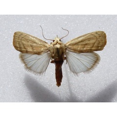/filer/webapps/moths/media/images/I/insulana_Earias_A_Goff_02.JPG