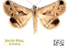 Acantholipes trimeni