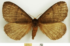 Rhodopteriana funebris