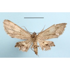 /filer/webapps/moths/media/images/R/ridicula_Sesquialtera_A_MGCLb_01.JPG
