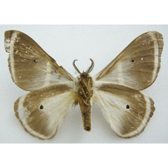 /filer/webapps/moths/media/images/A/ansorgei_Ceranchia_HT_NHMUKb.jpg