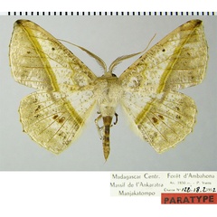 /filer/webapps/moths/media/images/V/viettei_Psilocerea_PTM_ZSMa.jpg
