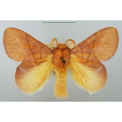 /filer/webapps/moths/media/images/I/igneotincta_Trichopisthia_AM_TMSA_02.jpg
