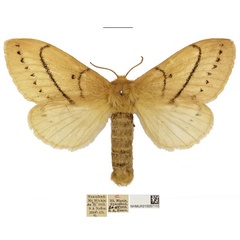 /filer/webapps/moths/media/images/R/rufescens_Philotherma_AF_NHMUKa.jpg