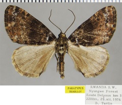 /filer/webapps/moths/media/images/T/turlini_Xylopteryx_PTM_ZSM.jpg