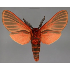 /filer/webapps/moths/media/images/E/elleni_Metarctia_PTM_Fiebigb.jpg